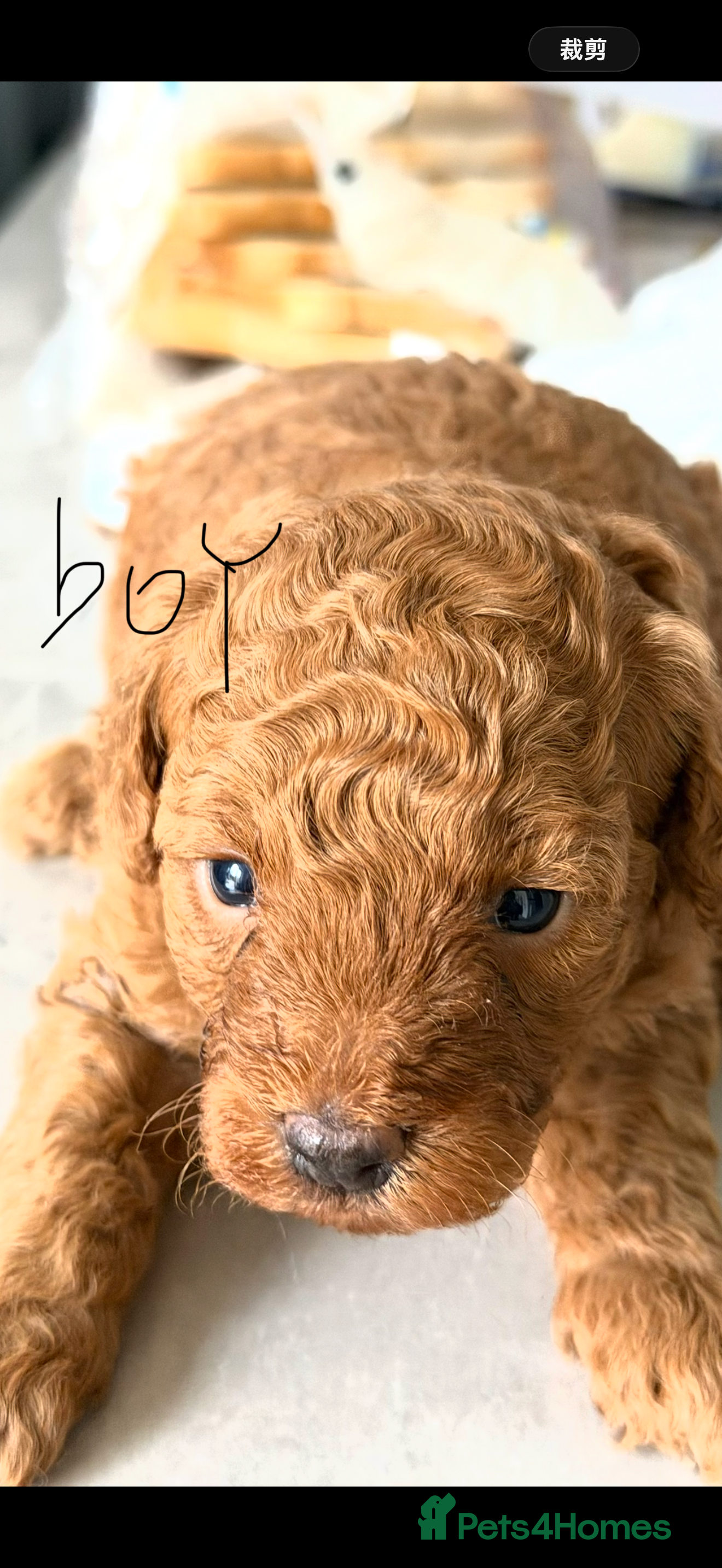 Toy Poodle dogs Kc red toy poodle puppy for sale  - Advert 6