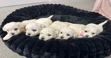 Bichon Frise dogs - Advert 7