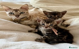 Bengal cats for sale: Rare Glitter Pedigree Bengal Female - Show Quality - Image 14
