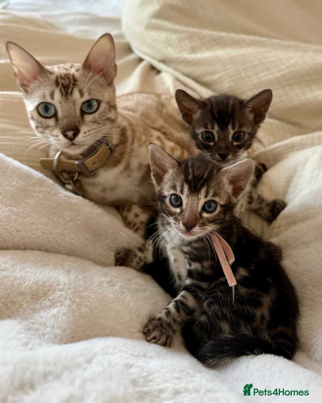 Bengal cats for sale: Rare Glitter Pedigree Bengal Female - Show Quality - Image 14