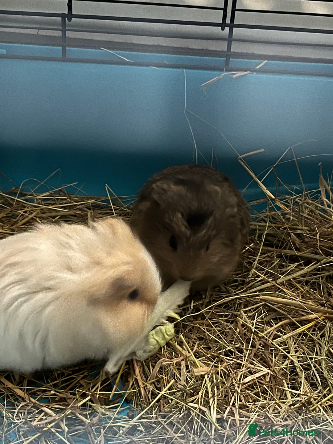 Guinea Pig rodents for sale: 3 male guinea pigs  - Advert 2