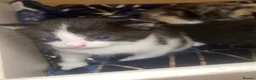 Mixed Breed cats for sale: Kittens  - Advert 2
