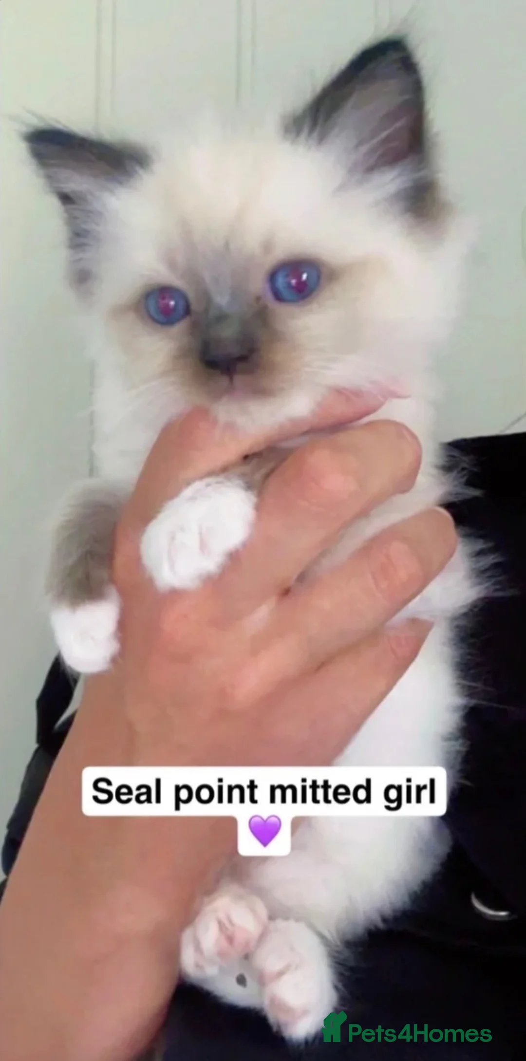 Ragdoll cats for sale: 🎀Fluffy ragdoll babies🎀 - Advert 2