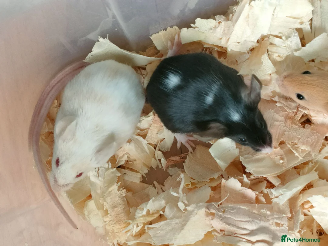 Mouse rodents for sale: Fancy pet mice - Advert 1