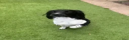 English Springer Spaniel dogs for stud:  Proven English Springer Spaniel Stud - Advert 6