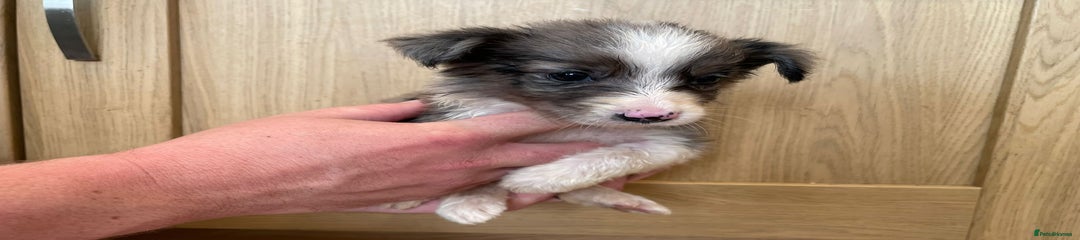 Titch