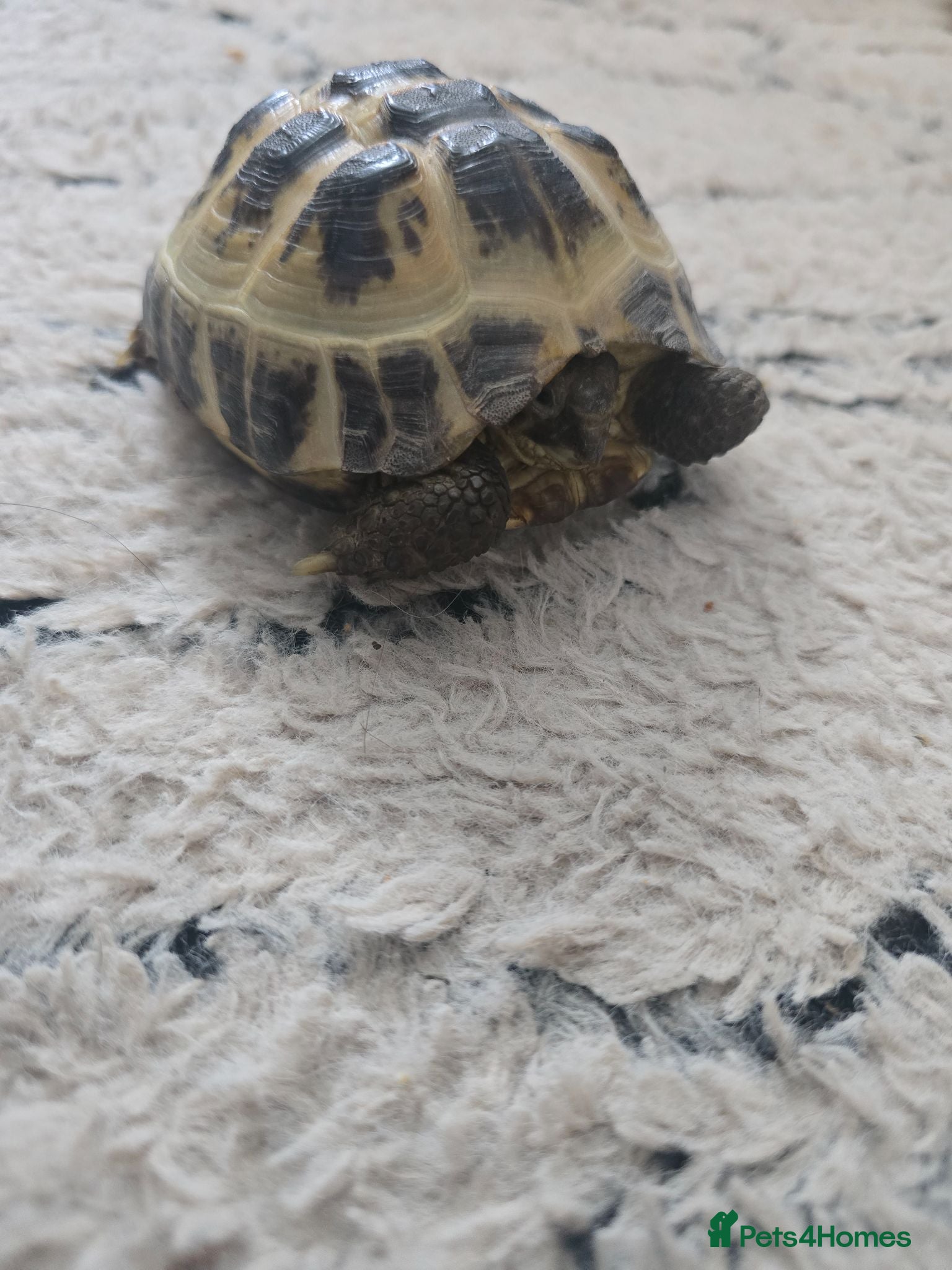 Hermann Tortoise reptiles Tortoise  - Advert 2