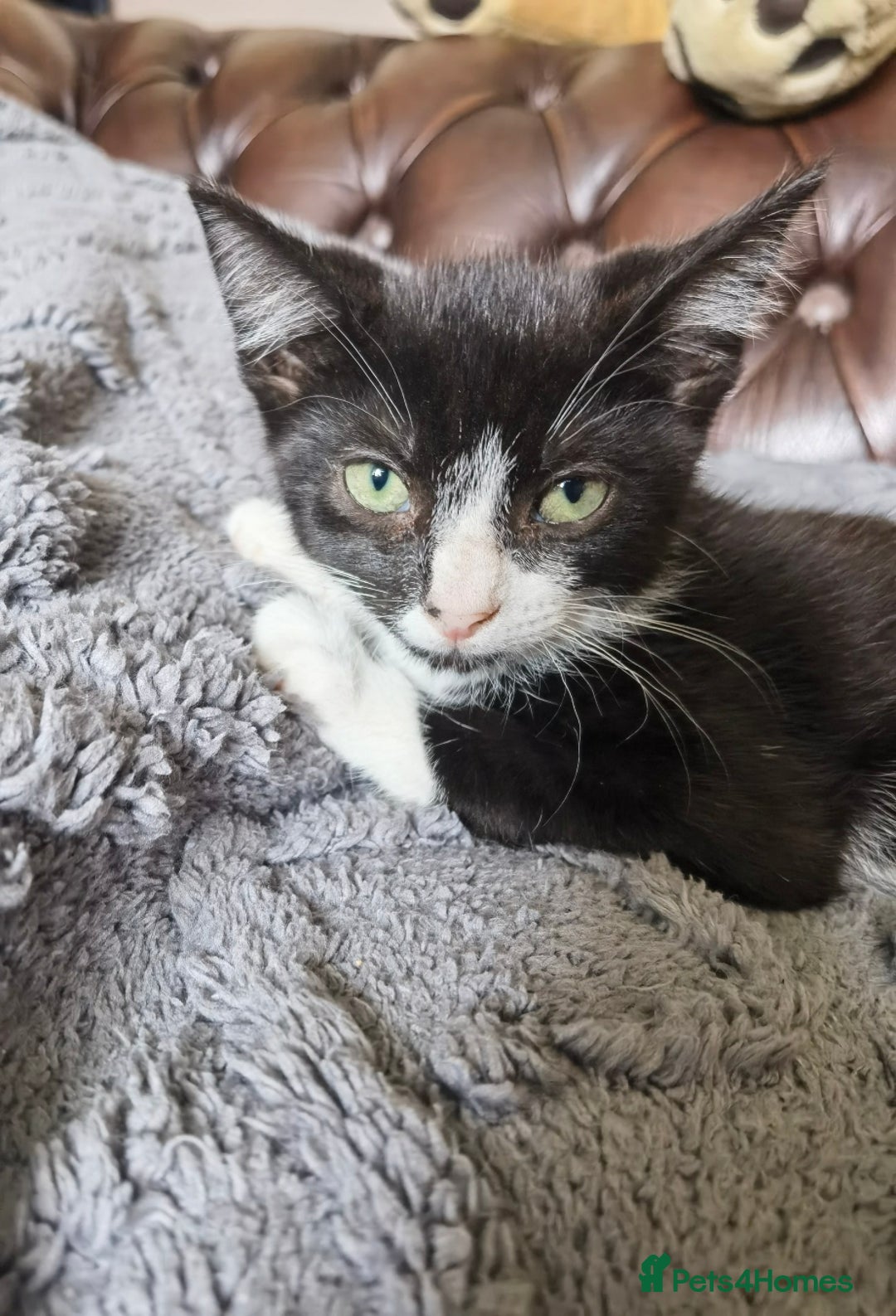Mixed Breed cats for sale: playful lovely kittens grey torti black girls boys - Image 9