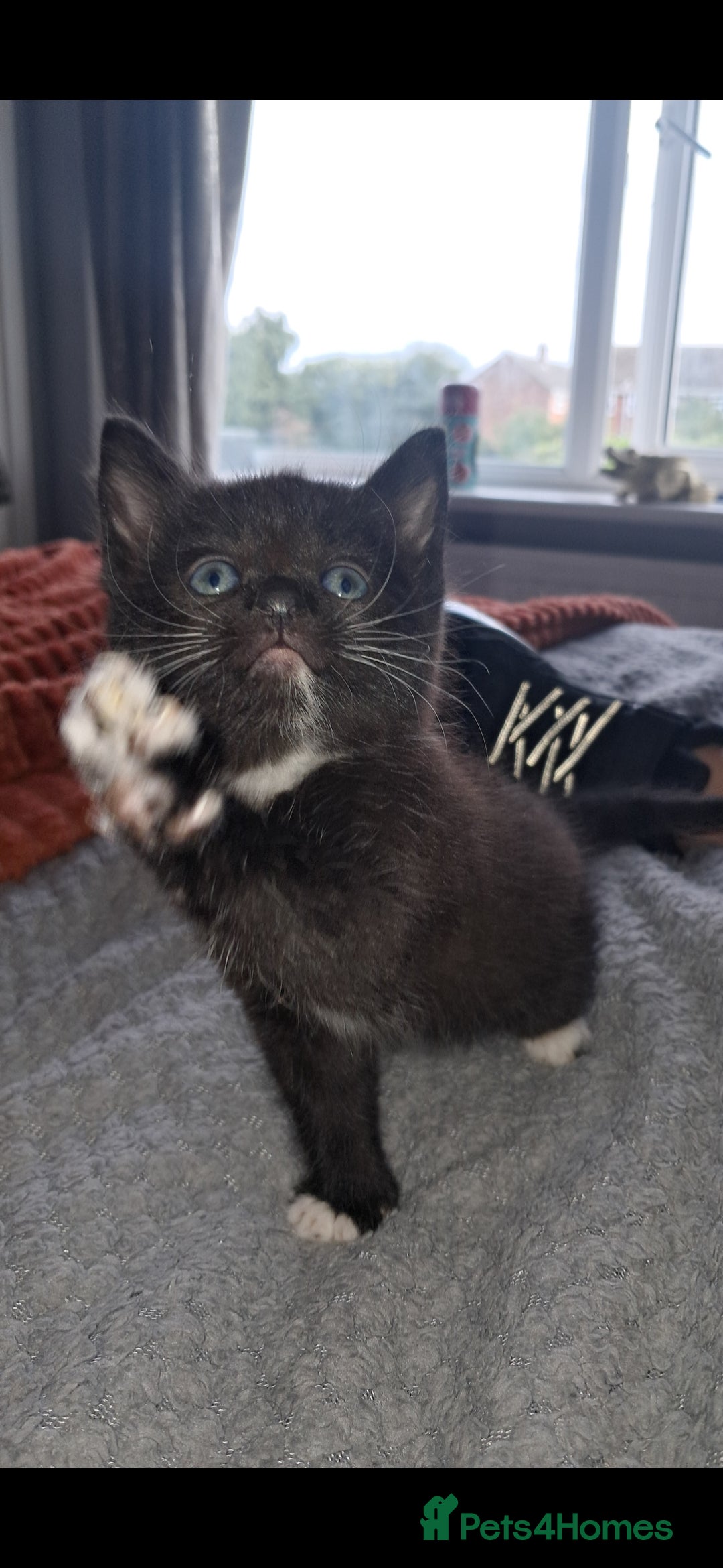 Mixed Breed cats for sale: Last female ready Wednesday - Image 21