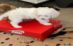 Cavapoo dogs for sale: LAST GIRL LOOKING FOR A FOREVER HOME 🏠  - Image 1
