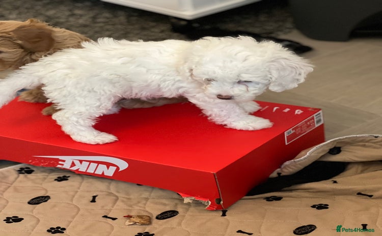 Cavapoo dogs - Advert 2