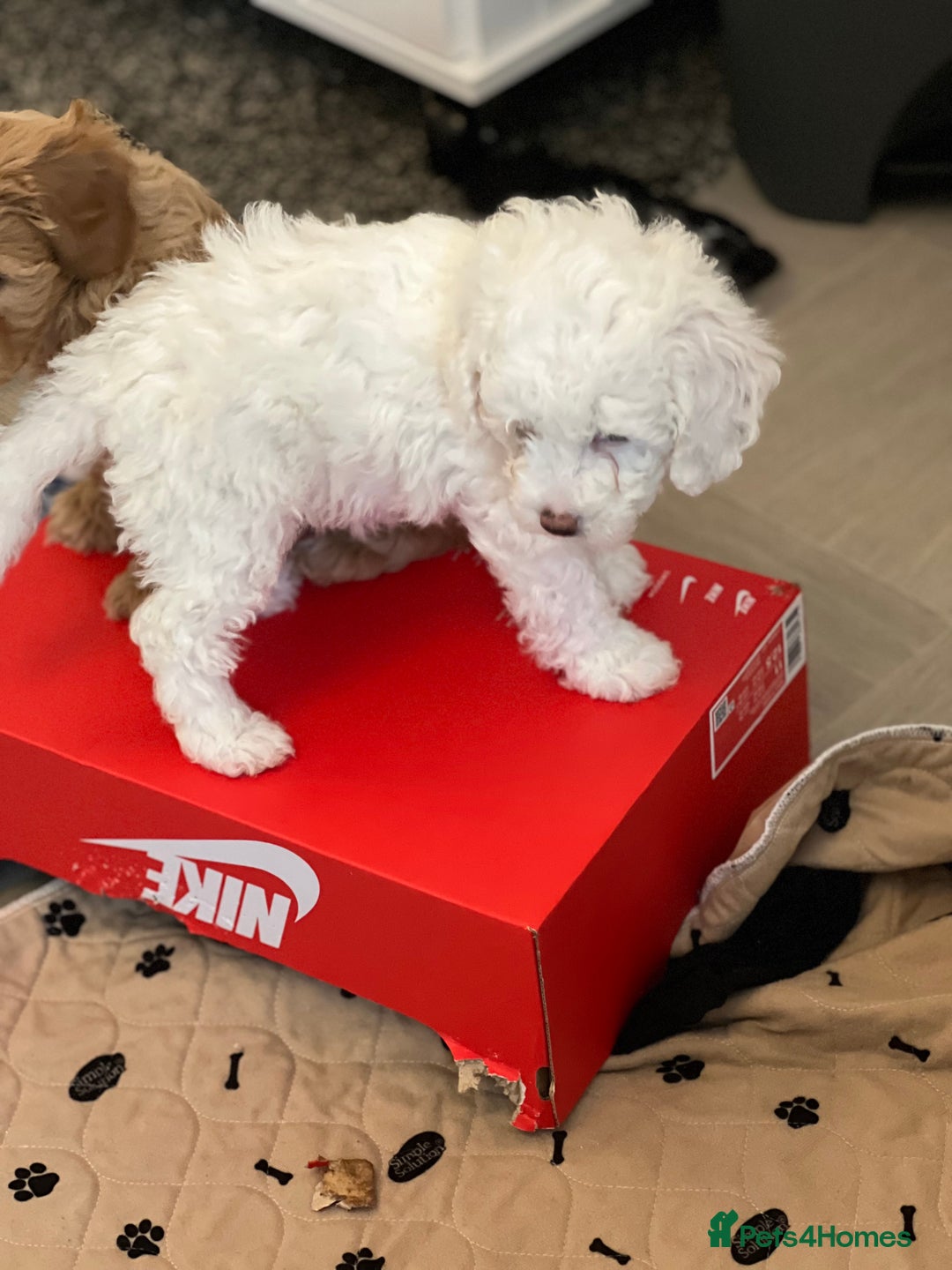 Cavapoo dogs for sale: LAST GIRL LOOKING FOR A FOREVER HOME 🏠  - Image 1