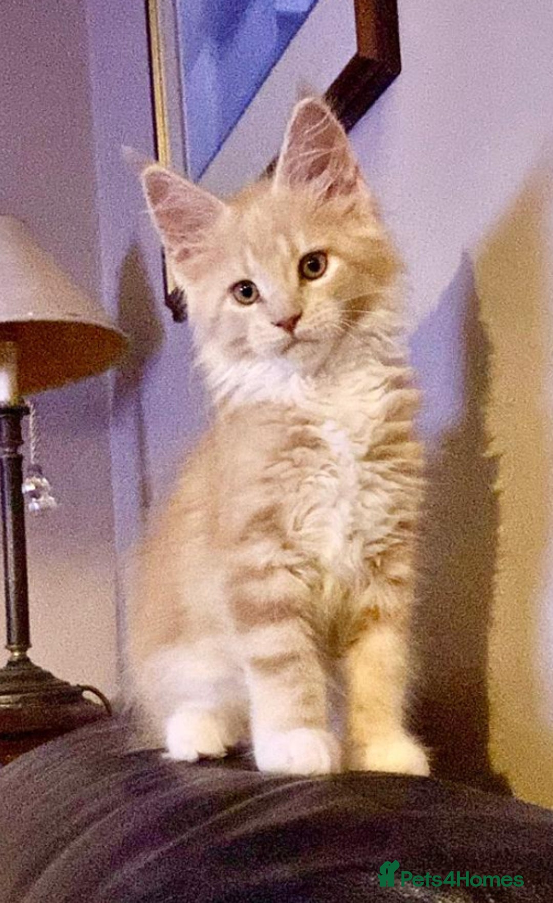 Maine Coon cats for sale: Beautiful Maine Coon Kitten - Champion Lines - Image 8