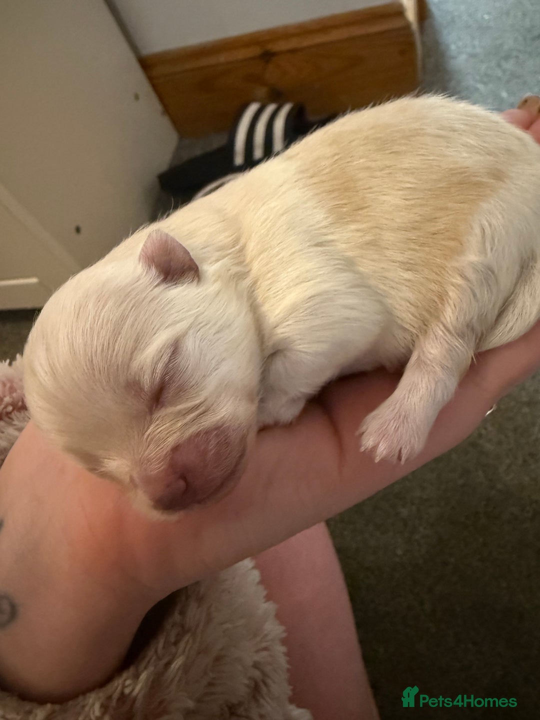 Pomeranian dogs for sale: 3 beautiful  **  teddy face Pomeranian puppies  - Advert 8