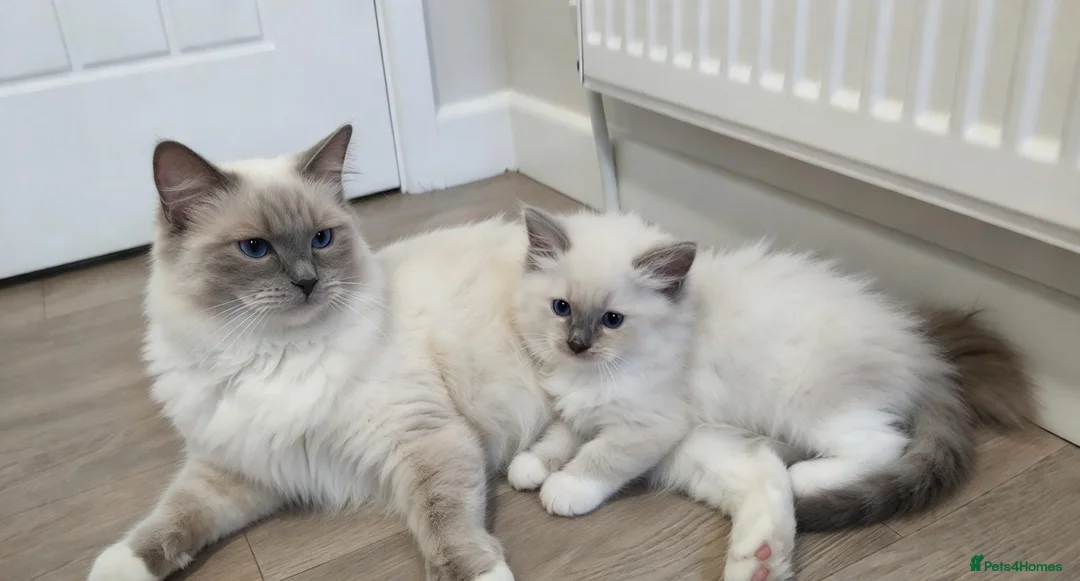 Ragdoll cats for sale: RAGDOLL BOY BLUE POINT BLUE EYES  - Advert 2