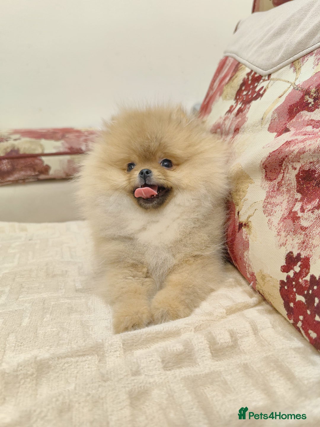 Pomeranian dogs for sale: Beautiful Pomeranian puppies - Advert 8