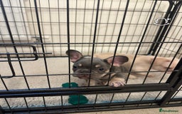 French Bulldog dogs for sale: French Bulldog Puppies - Image 6