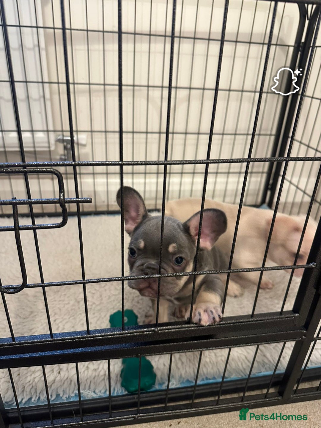 French Bulldog dogs for sale: French Bulldog Puppies - Image 6