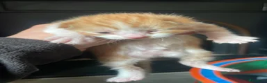 Mixed Breed Kitten 1