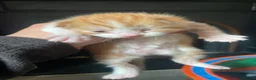 Mixed Breed cats for sale: Mixed breed  - Advert 5