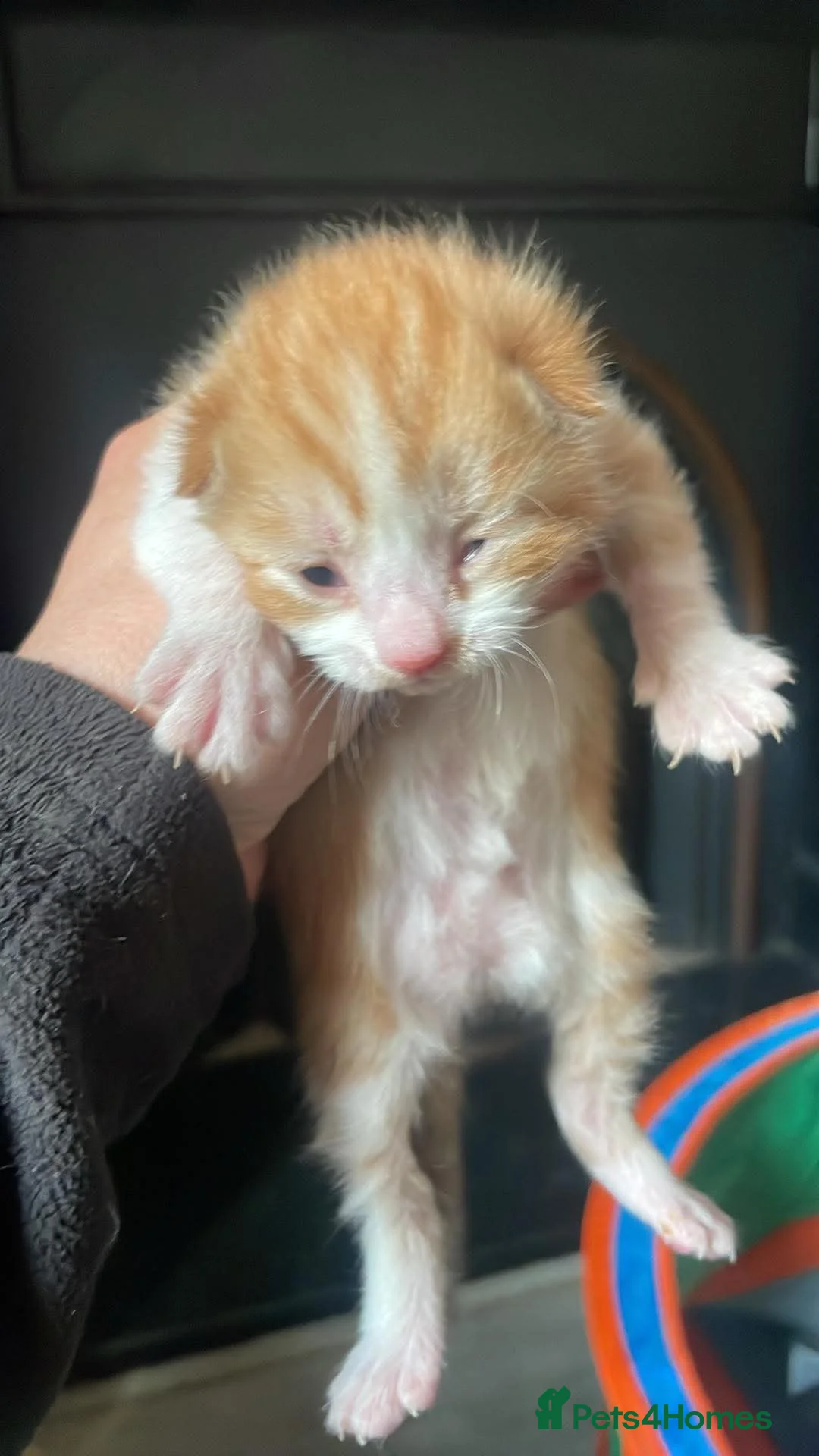 Mixed Breed cats for sale: Mixed breed  - Advert 5
