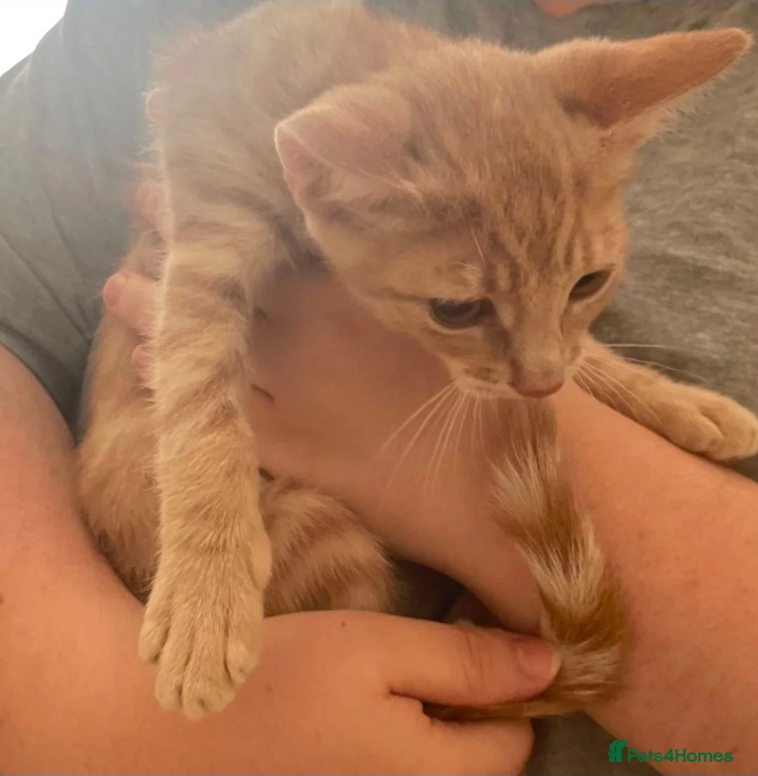 Mixed Breed cats for sale: Maincoon cross kittens available now  - Advert 2
