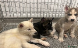 Siberian Husky dogs for sale: 3 x Siberian husky puppies  - Image 14