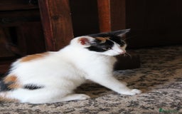 British Shorthair cats for sale: 2 Bundles of Joy!! Ready now!! - Image 22