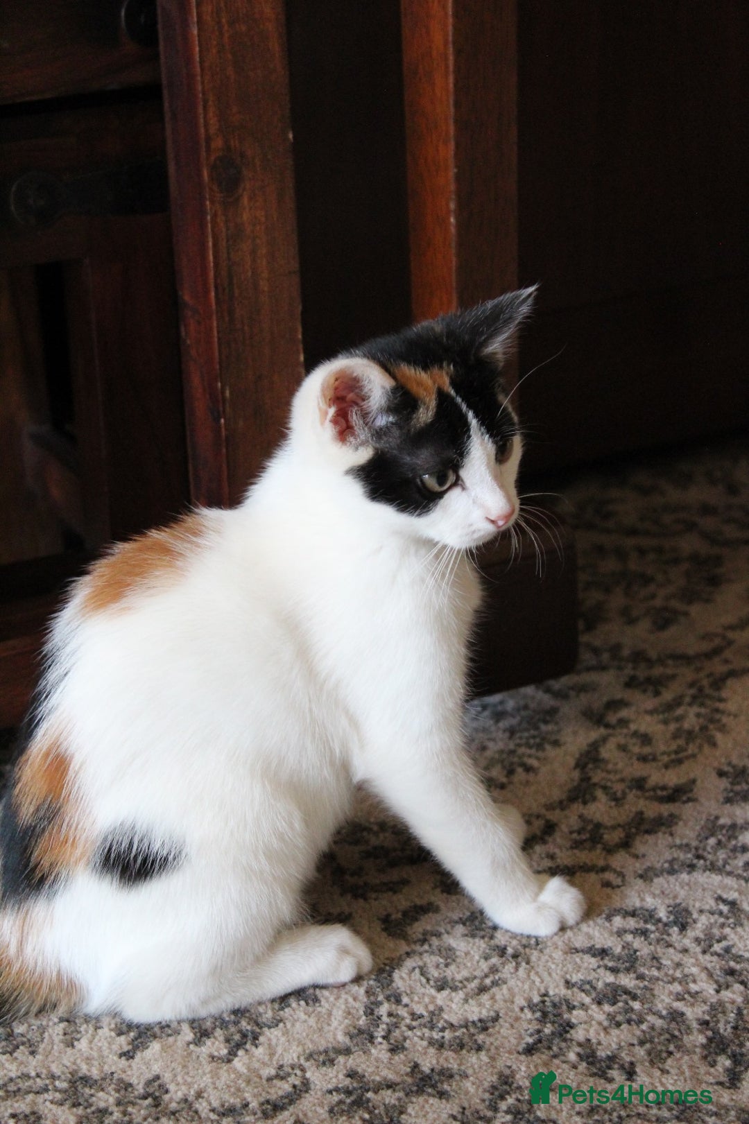 British Shorthair cats for sale: 2 Bundles of Joy!! Ready now!! - Image 22