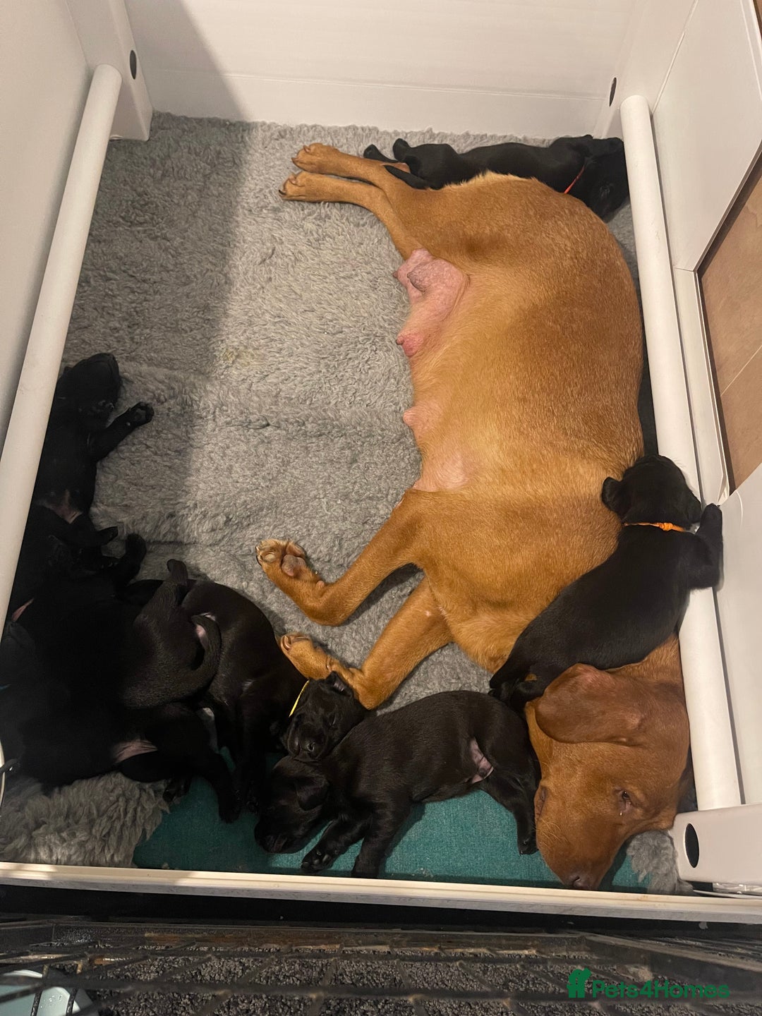 Labrador Retriever dogs for sale: Beautiful KC Black Female Pups  - Image 22