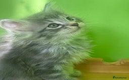 Kurilian Bobtail cats for sale: Rare pure breed Kurilian bobtail kittens available - Advert 11