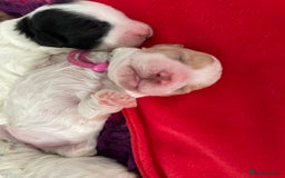 Toy Poodle dogs for stud: Stunning playful Parti Toy Poodle at Stud in Cannock - Image 22