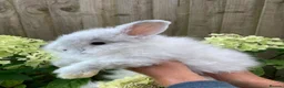 Angora rabbits for sale: Stunning Angora rabbit for sale - Advert 3