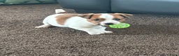 Jack Russell dogs for sale: Miniature Jack Russell Puppies… - Advert 10