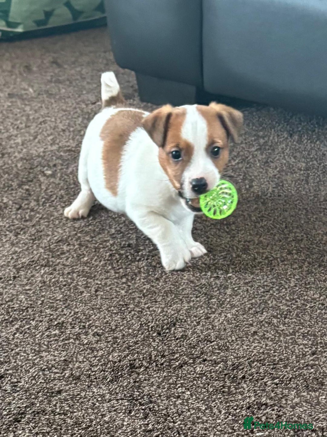 Jack Russell dogs for sale: Miniature Jack Russell Puppies… - Advert 10