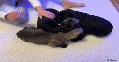 Irish Wolfhound dogs - Advert 1
