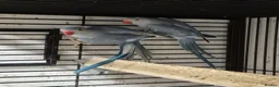 Parakeets birds for sale: Finches canarys doves parakeets parrots  - Advert 16
