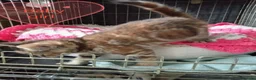 Mixed Breed cats for sale: Kittens adorable  - Advert 11