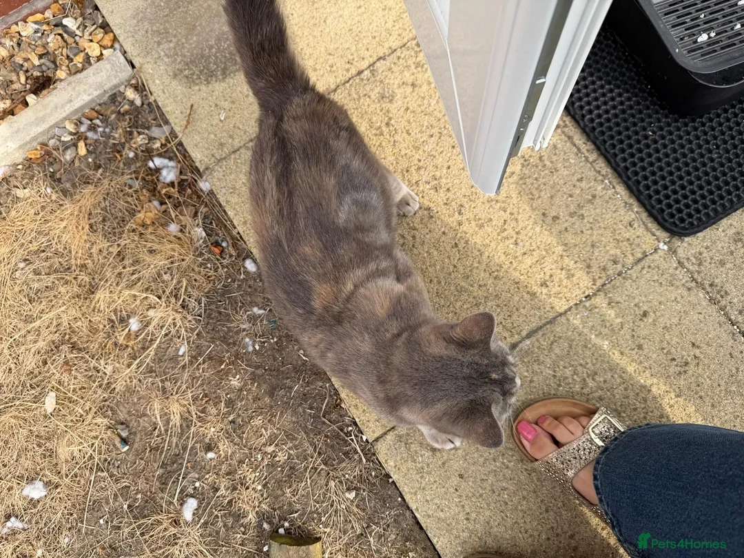 British Shorthair cats for sale: British Shorthair Female - Quick Sale in Rochdale - Advert 5