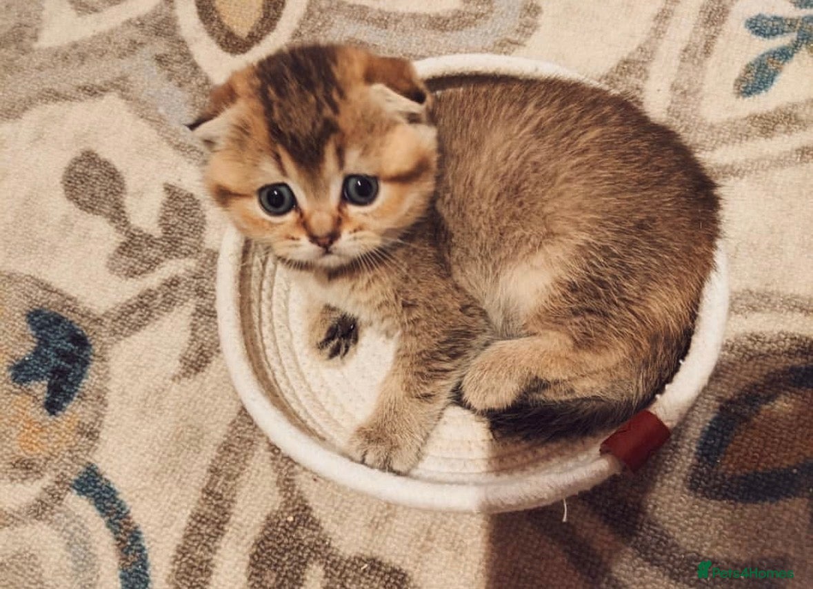 Scottish Fold cats Gorgeous Golden Scottish Fold Kittens - Advert 15