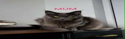 Maine Coon cats for sale: OUTSTANDING SHOW QUALITY MAINE COON KITTENS  - Advert 16