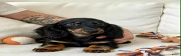 Miniature Dachshund dogs for sale: Long haired Dachshund puppies ready! - Advert 3