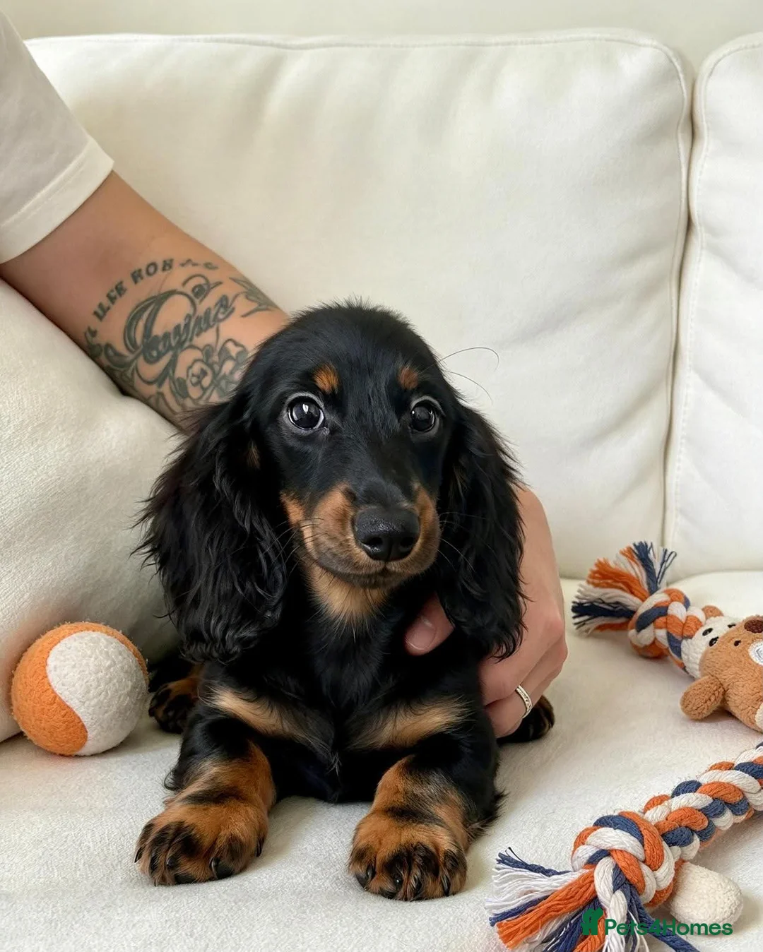 Miniature Dachshund dogs for sale: Long haired Dachshund puppies ready! - Advert 3
