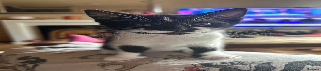 Mixed Breed Kitten 3