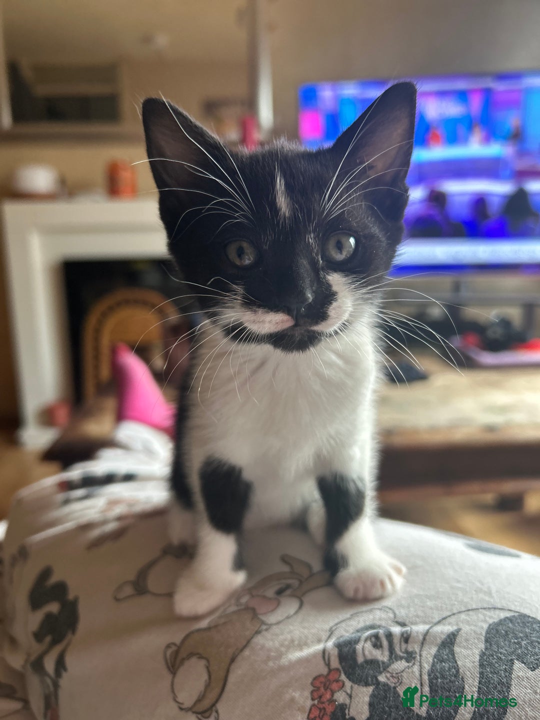 Mixed Breed cats for sale: 4 tuxedo kittens ready for new homes  - Image 5