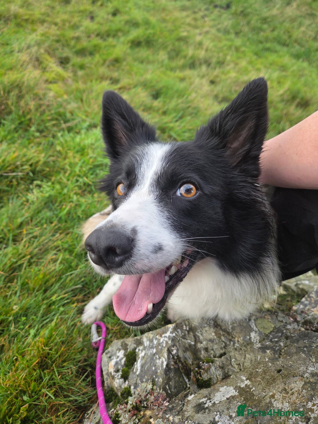 Border Collie dogs for sale: Border Collie for rehoming  - Advert 3