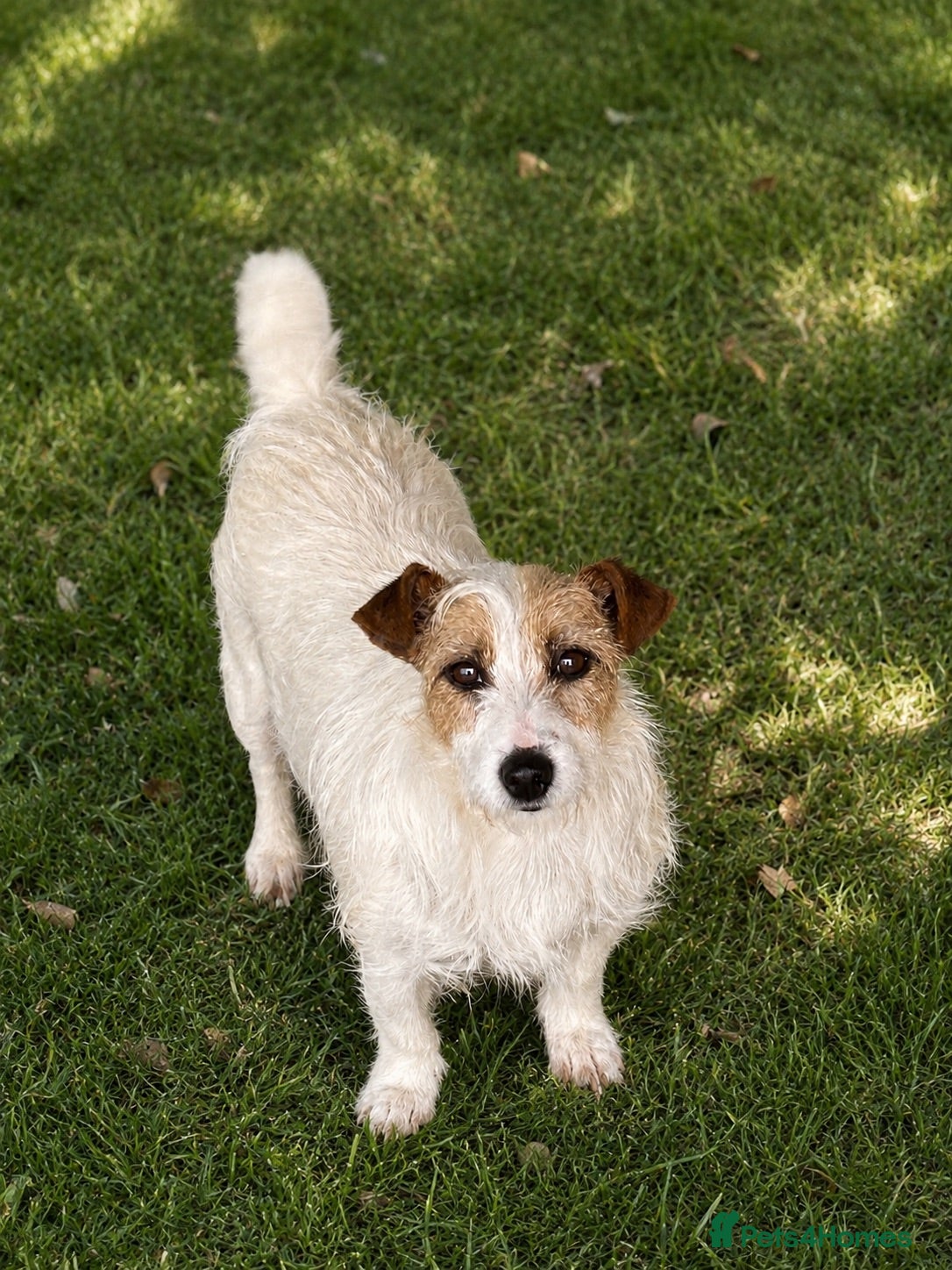 Jack Russell dogs Old fashioned short legged jack russell  - Advert 18