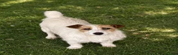 Jack Russell dogs for sale: Old fashioned short legged jack russell  - Advert 1
