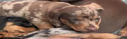 Miniature Dachshund dogs for sale: 2 super cute  dachshund babies   in Mirfield - Advert 18