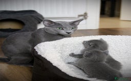 Russian Blue cats for sale: Pure Russian Blue Kittens Available  - Image 4